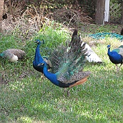 Picture 029